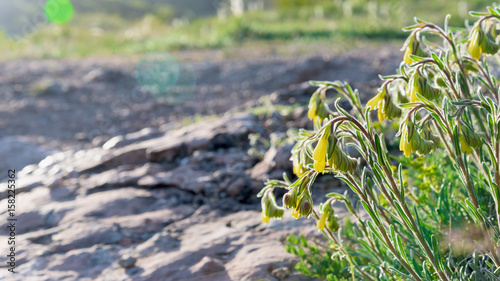 Yellow onosma taurica under sun rays in mountains