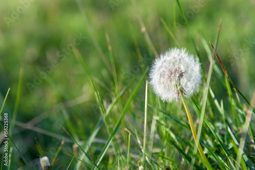 Dandelion seeds closeup with fresh green grass background
