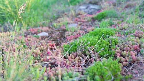 Beautiful green and red moss closeup