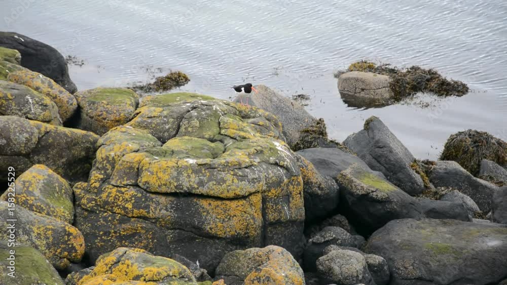 Oystercatcher, Inchcolm Island, Scotland Oystercatcher, Inchcolm Island, Scotland