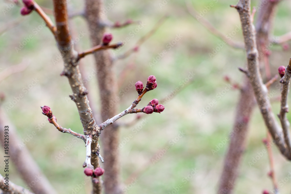 Apricot flower bud on a tree branch branch with tree buds. Apricot flower bud on a tree branch branch with tree buds.