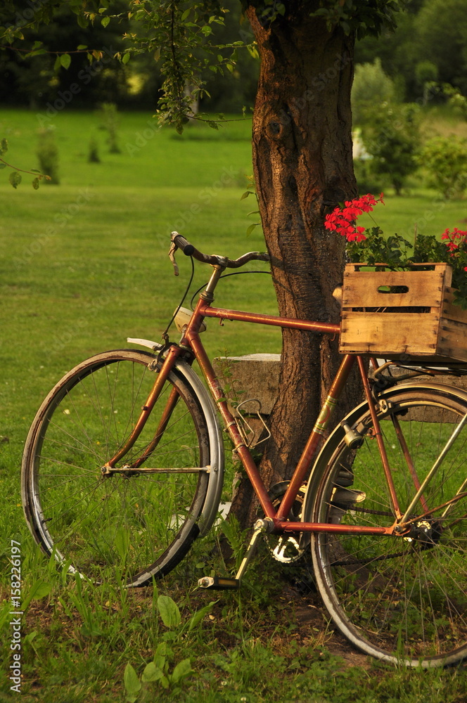 Vieux vélo en décoration de jardin 