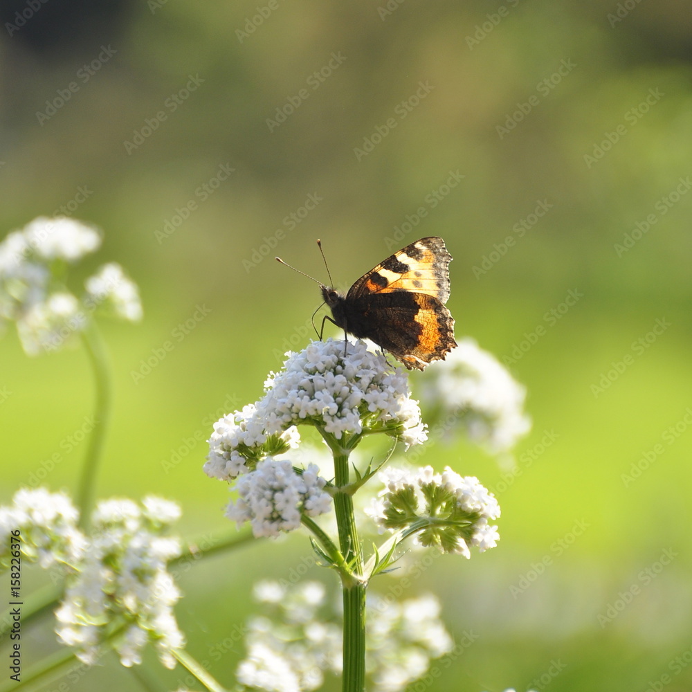 Papillon sur une plante de Valériane officinale Papillon sur une plante de Valériane officinale