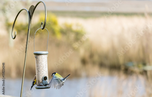 great tit and finch enjoying bird feeder