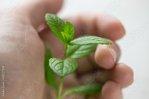 Hand holds a mint sprout