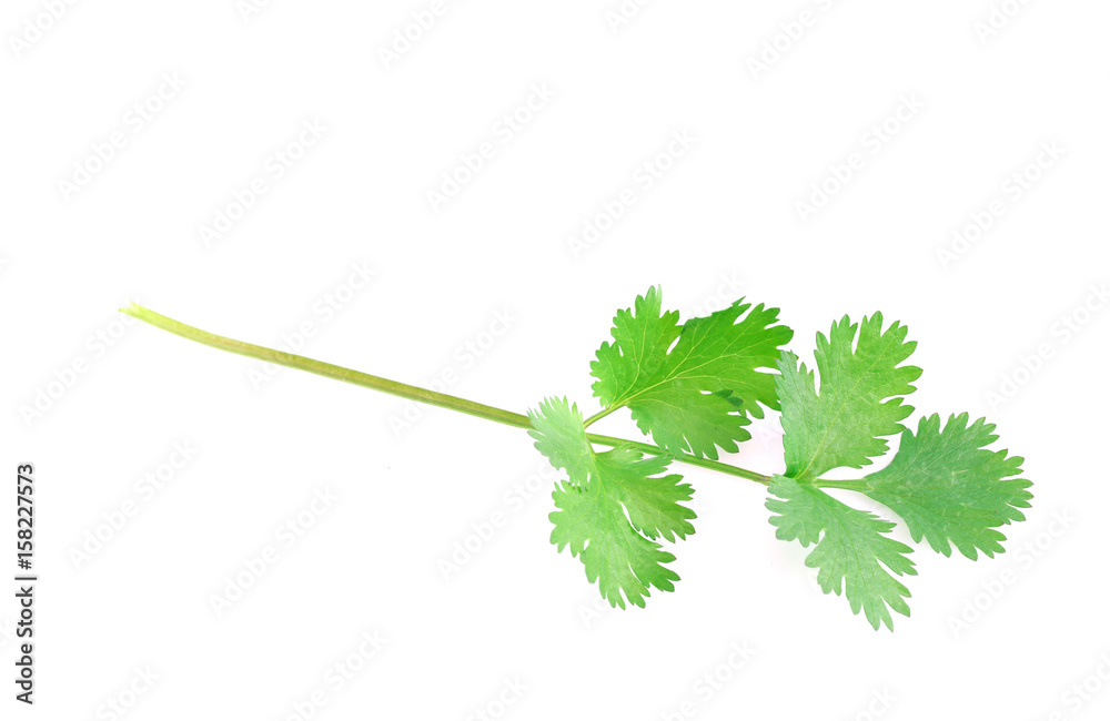 Fototapeta premium fresh green cilantro isolated on white background