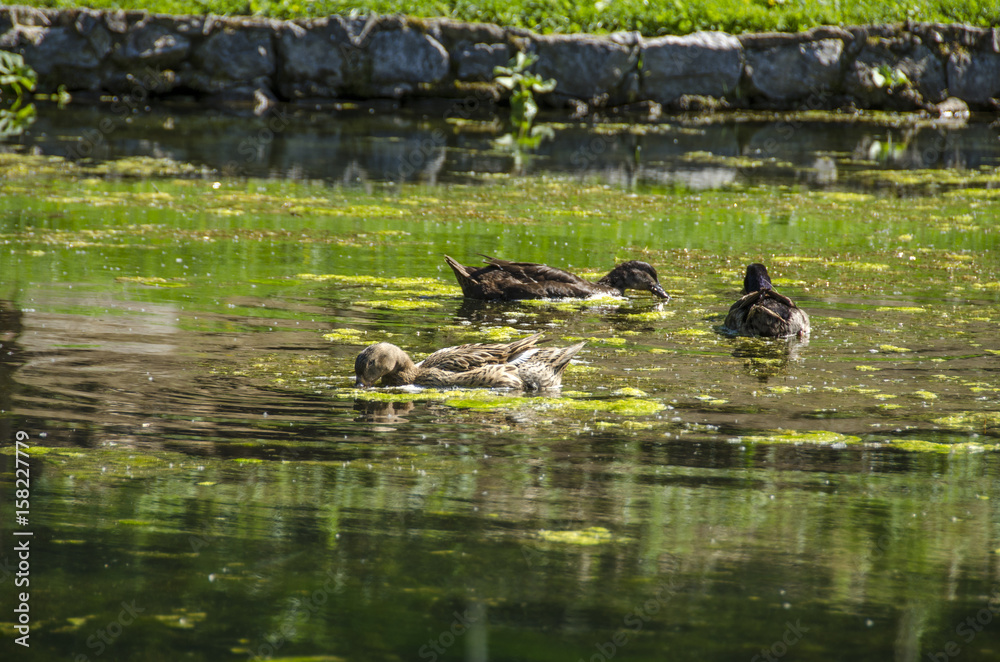 Fototapeta premium Ducks in pond