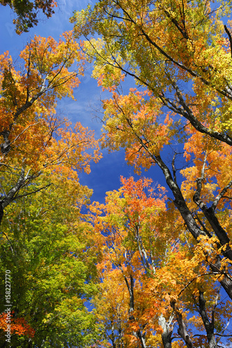 low angle view on colorful autumn trees and sky