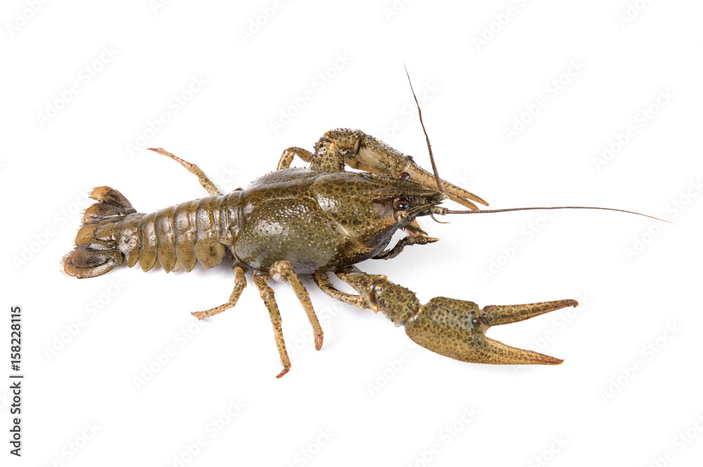 crayfish isolated on white background crayfish isolated on white background