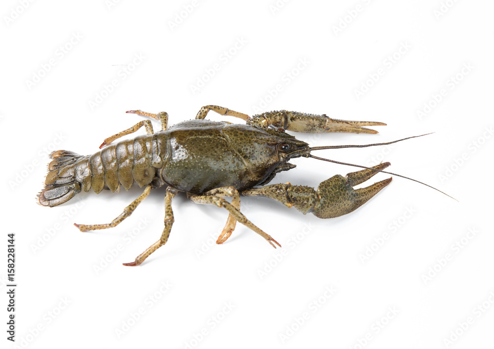 crayfish isolated on white background crayfish isolated on white background