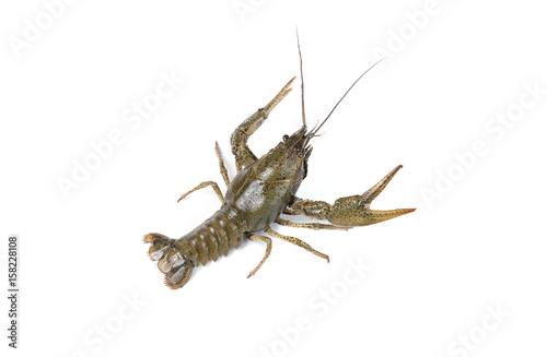 crayfish isolated on white background
