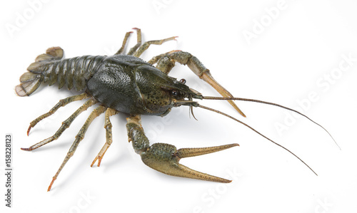 crayfish isolated on white background photo