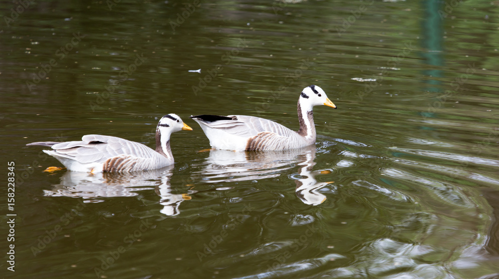 Obraz premium Ducks on the pond in the park
