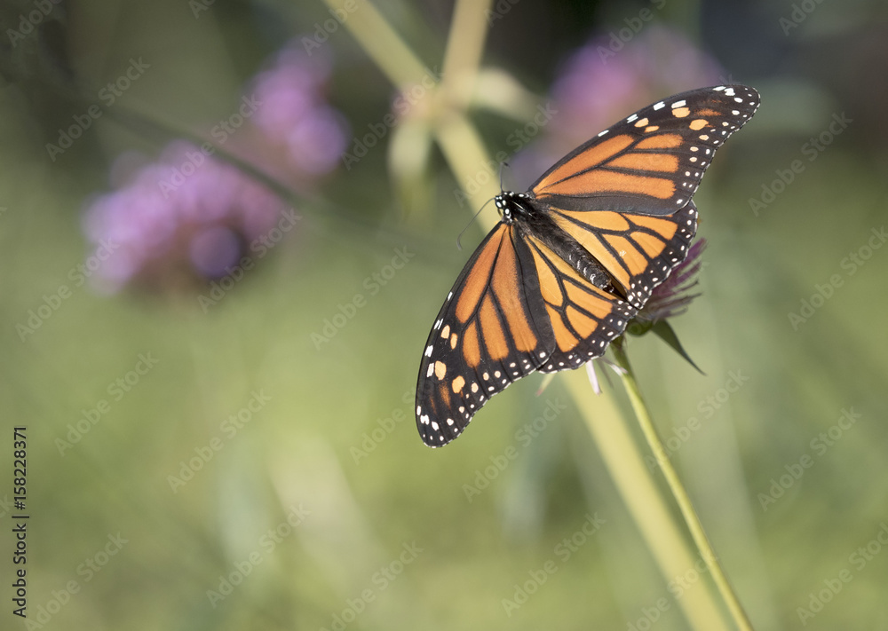 Fototapeta premium monarch butterfly (Danaus plexippus)