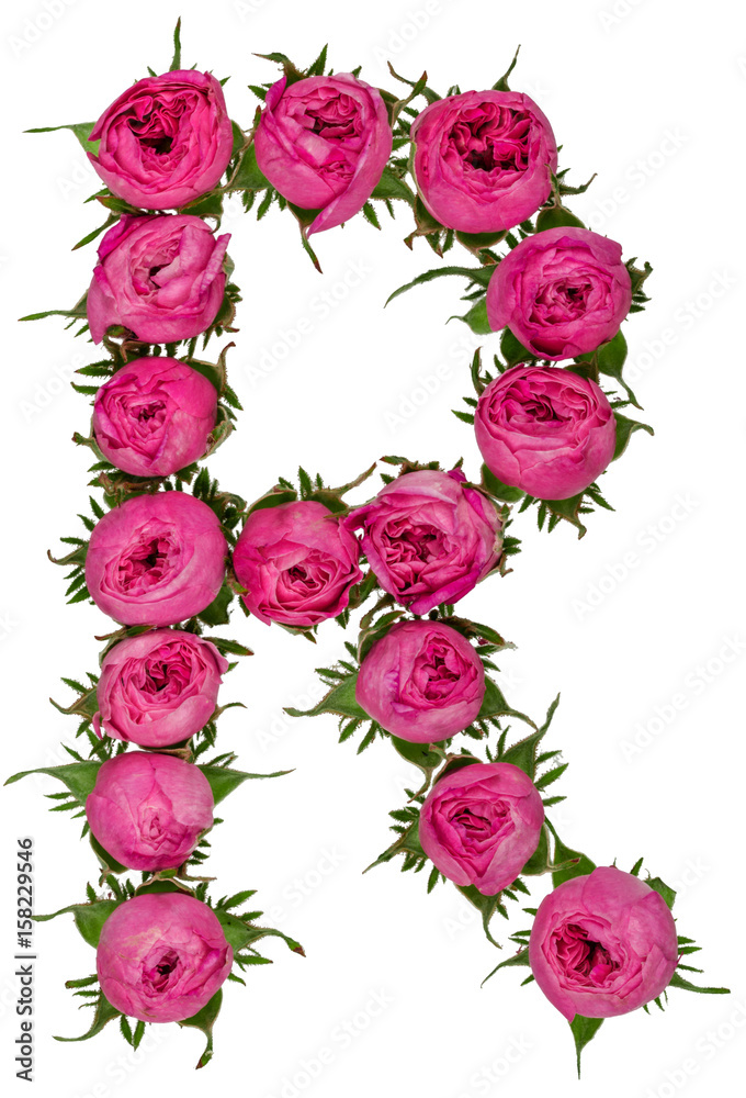 Letter R alphabet from flowers of roses, isolated on white background