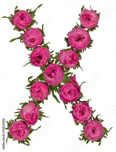 Letter X alphabet from flowers of roses, isolated on white background