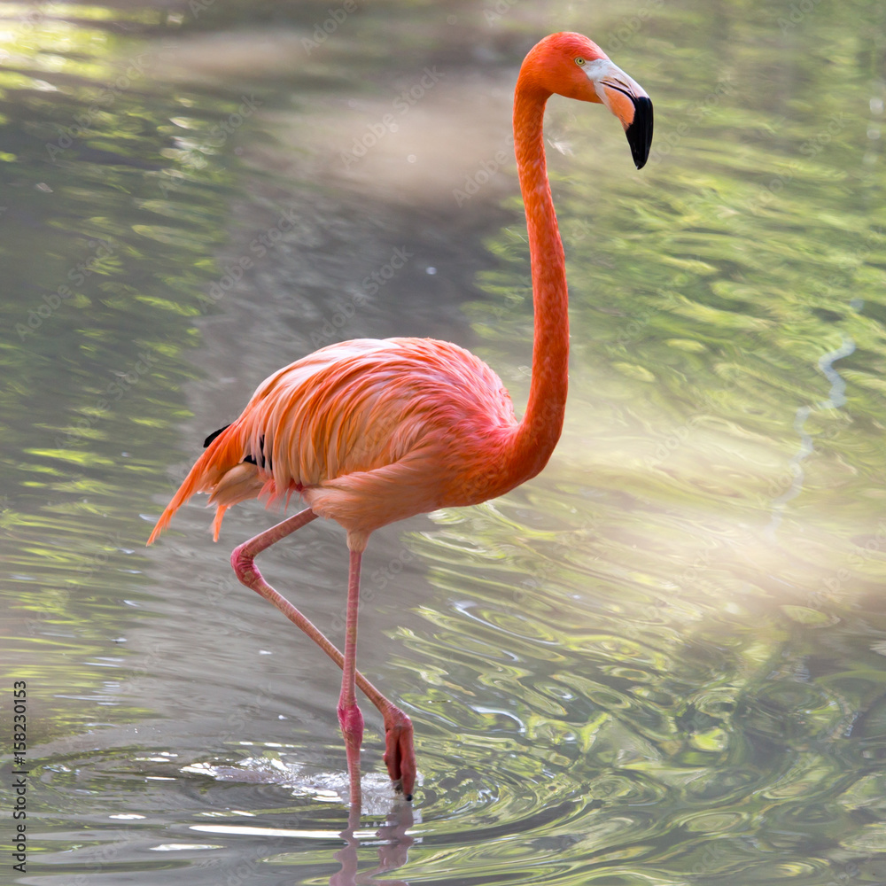 Fototapeta premium Pink flamingo on a pond in nature