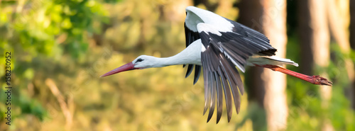 Obraz na plátně Weißstorch (Ciconia ciconia) im Flug vor einem Wald