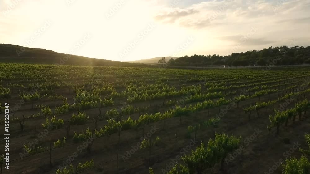This is a video of a drone flying over a grape vineyard in Temecula California late in the afternoon. This is a video of a drone flying over a grape vineyard in Temecula California late in the afternoon.