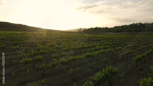 This is a video of a drone flying over a grape vineyard in Temecula California late in the afternoon.