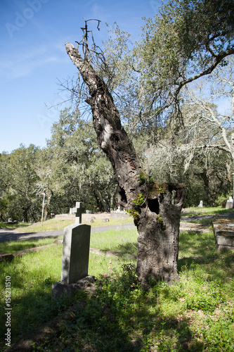 Dead Tree Tombstone in old cemetery