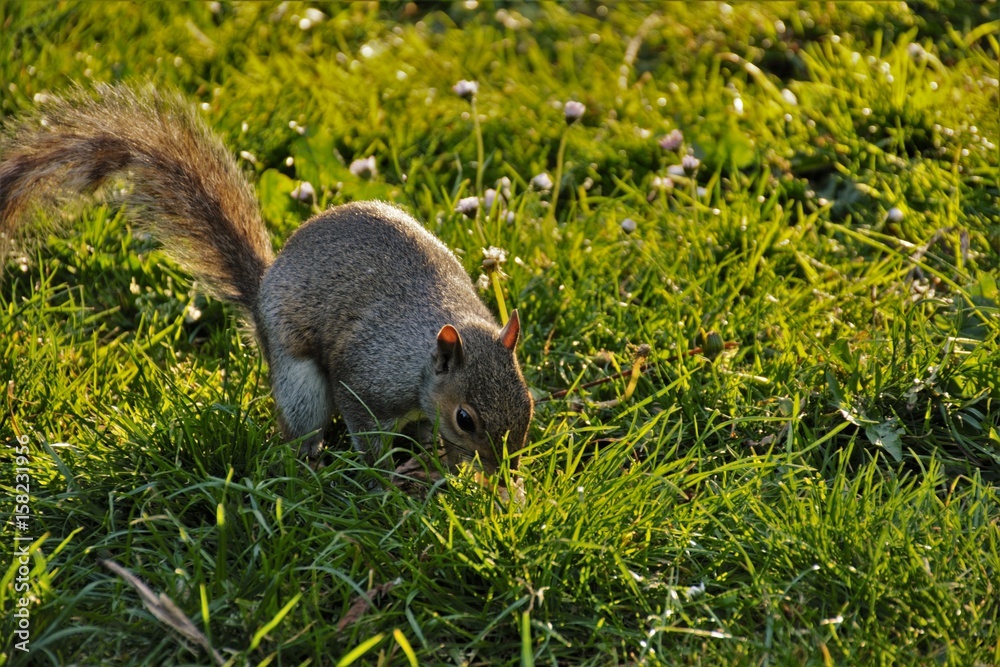 Squirrel Squirrel