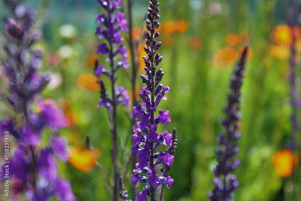 Fototapeta premium purple flowers