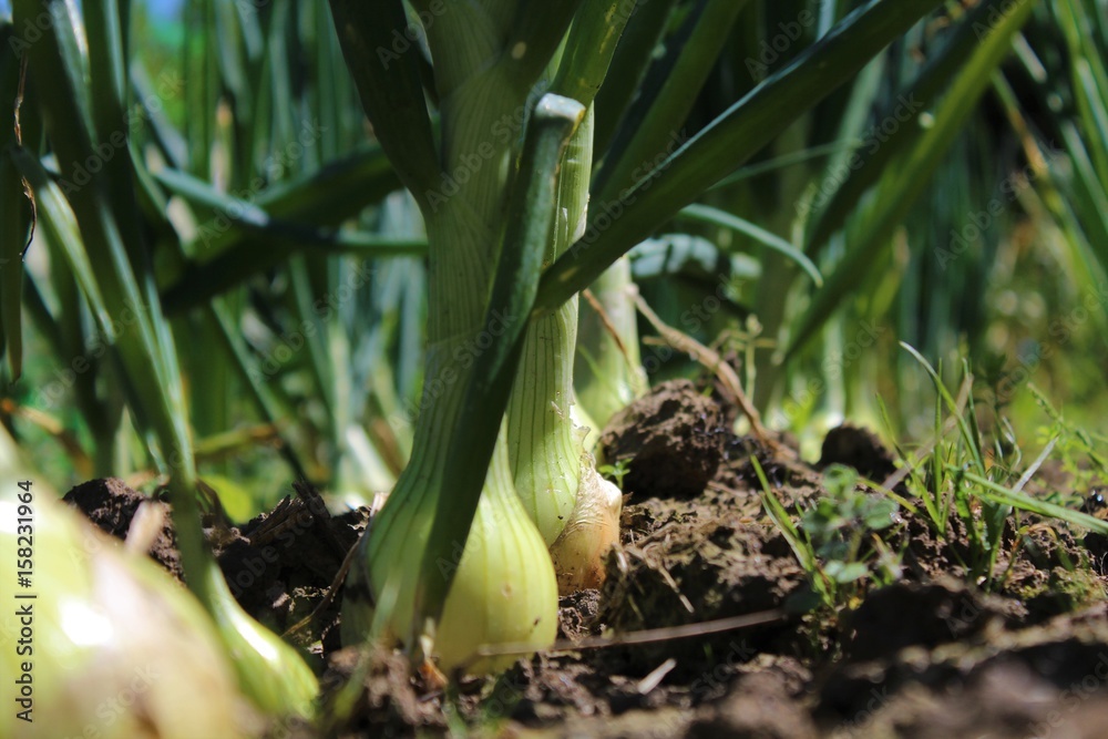 Obraz premium onions