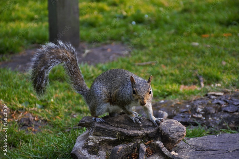 Obraz premium Squirrel