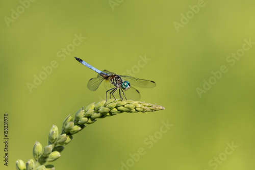 Blue Dasher Dragonfly on Flower