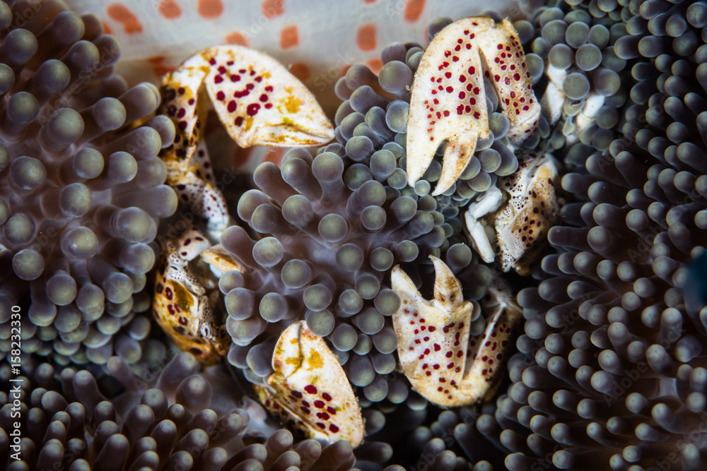 Porcelain Crabs in Anemone Tentacles Porcelain Crabs in Anemone Tentacles