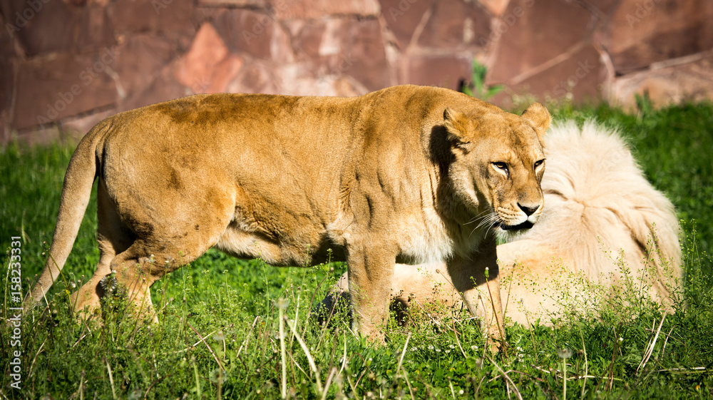 Lioness on the grass in the wild Lioness on the grass in the wild