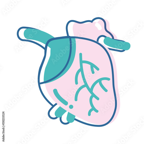 heart organ with blood circulation for the veins