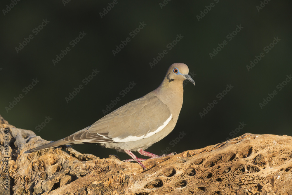 White-winged Dove