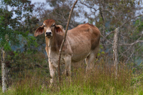 young cow in Costa Rica