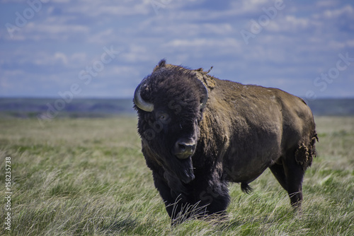 Plains Bison