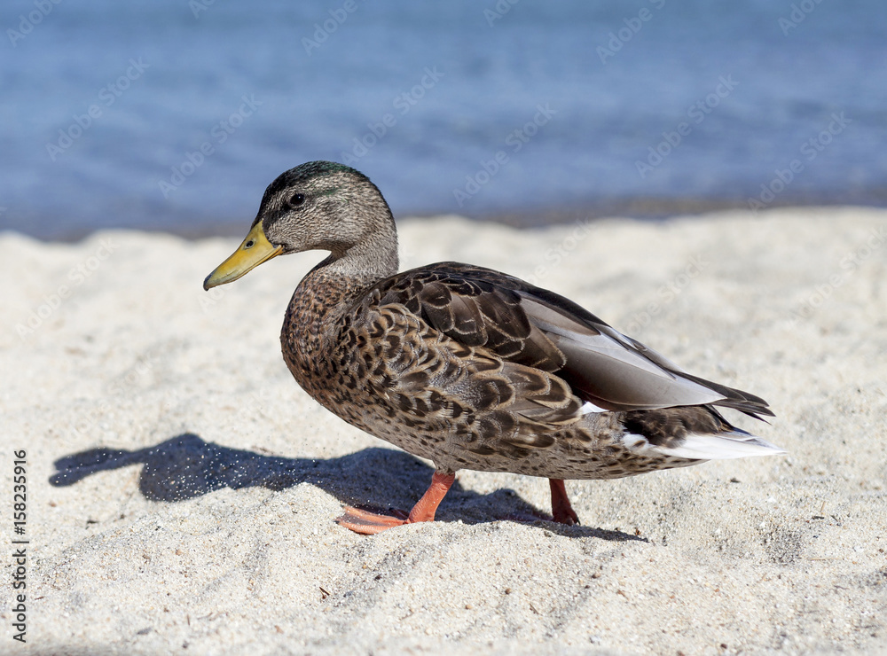 Lake Mallard Lake Mallard