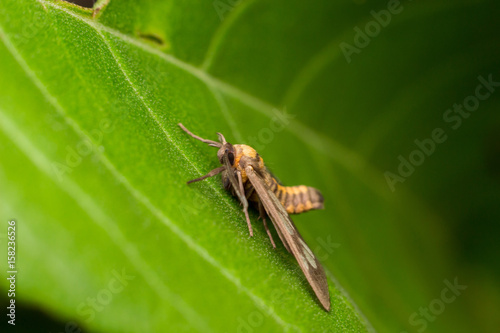Insect on green leaf