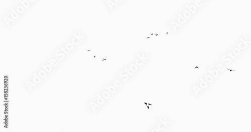 4k Flying birds.