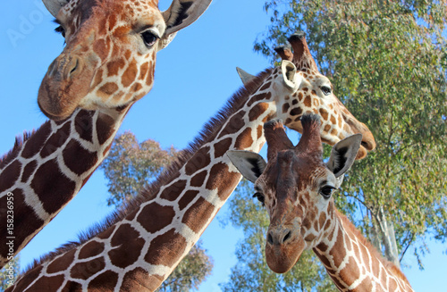 Photography giraffe photo
