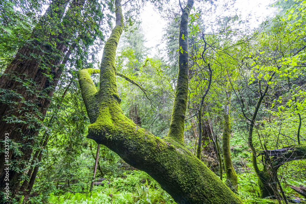 Fototapeta premium Mossy trees in the Redwood Forest - dreamy fantasy look