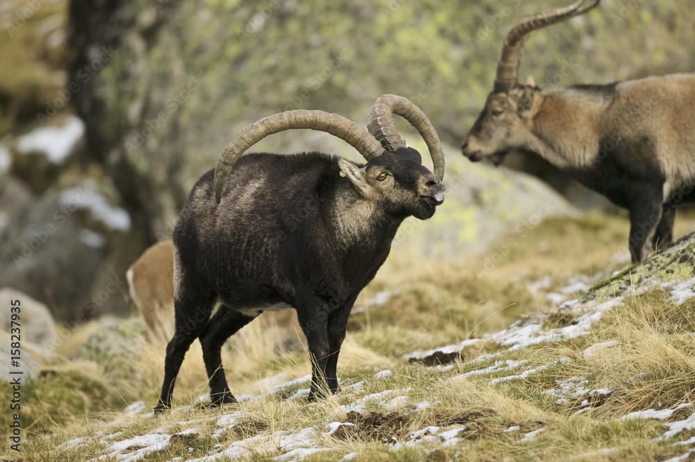 Spanish Ibex (Capra pyrenaica victoriae)