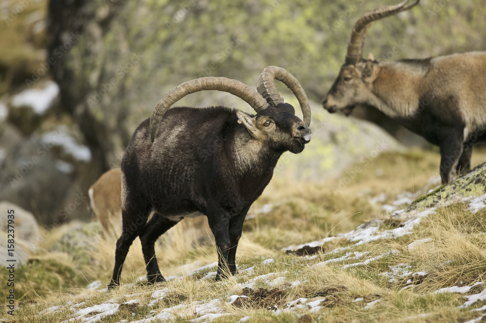 Spanish Ibex (Capra pyrenaica victoriae) Spanish Ibex (Capra pyrenaica victoriae)