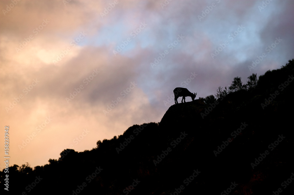 Spanish Ibex (Capra pyrenaica victoriae)