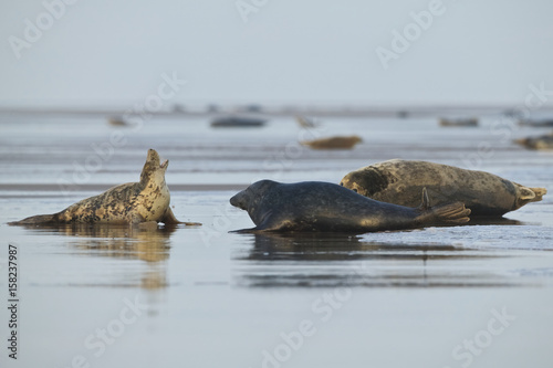 Grey Seals (Halichoerus grypus) on a beach