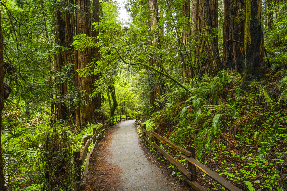 Obraz premium Beautiful nature - the Redwood Forest - red cedar trees