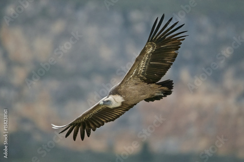 Gyps fulvus, Griffon vulture in flight, Hoces del Duraton, Spain © Enrique