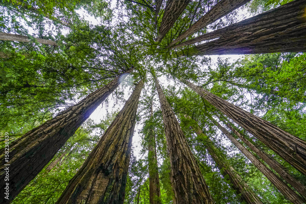 Obraz premium Najwyższe drzewa - las sekwoi w Kalifornii
