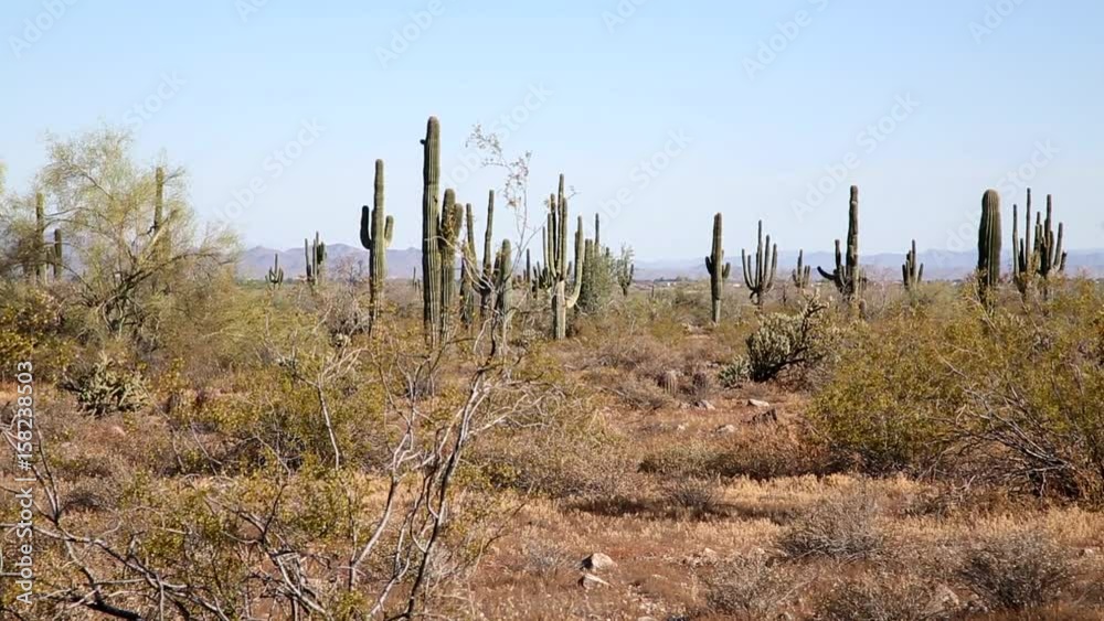 Saguaro Cactus- Panoramic on the Desert. The Saguaro is a cactus species which can grow to be over 70 feet (21 m) tall. It is native to the Sonoran Desert in Arizona, parts of Mexico and California. Saguaro Cactus- Panoramic on the Desert. The Saguaro is a cactus species which can grow to be over 70 feet (21 m) tall. It is native to the Sonoran Desert in Arizona, parts of Mexico and California.