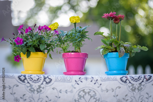 Three colorful flowerpots on a lace tablecloth outdoors